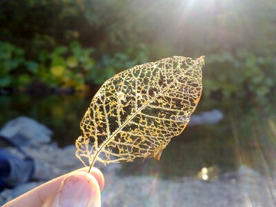 Scaffolding dry leaf veins photo
