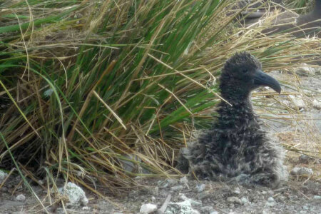 Short-tailed Albatross chick survives major storm photo
