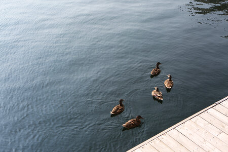 Five ducks