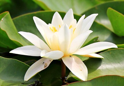 Beautiful Flowers blooming blossom