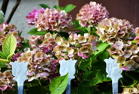 Flower flowering garden