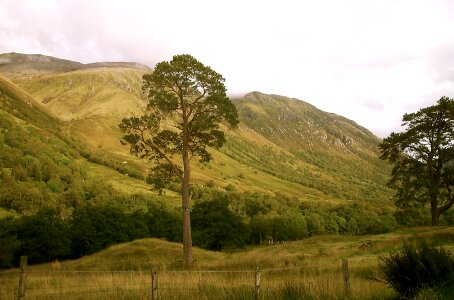 Tree mountains landscape