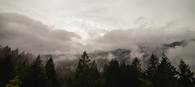 Landscape forest mist