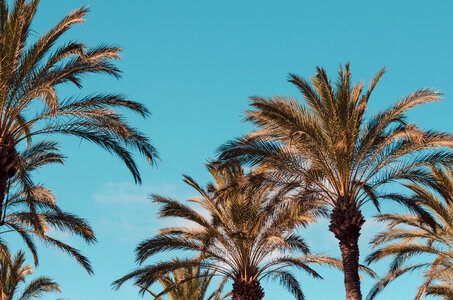 Palm Tree on Blue Sky Background photo