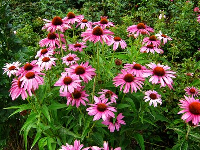 Tiresome flowers bed photo