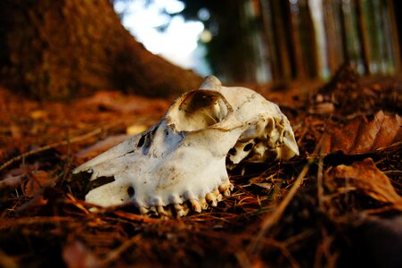 Wild dead roe deer