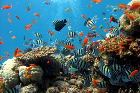 Fish tank coral reef reef