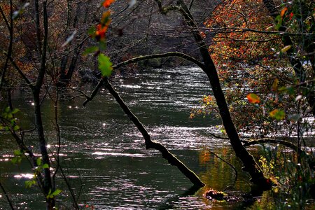 Autumn autumn season branch