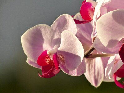 Florist plant lovely