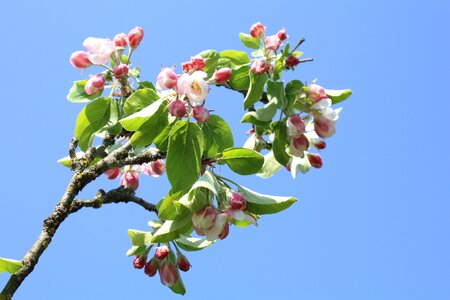 Bloom bloom pink photo