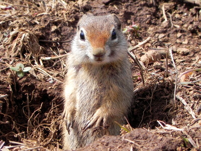 Ground squirrel looking up from hole photo