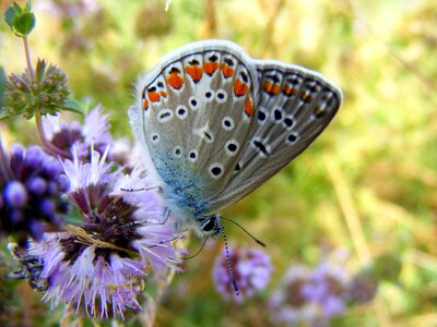 Silver butterfly