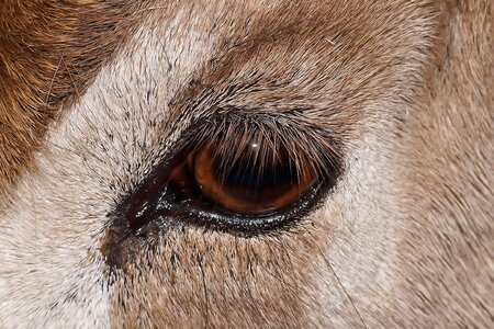Close up nature animal eye