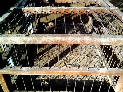 Bird cage carriage