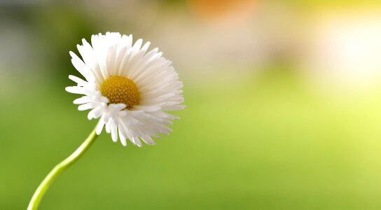 White-yellow nature close up photo