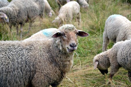 Field grass lamb photo