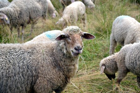 Field grass lamb