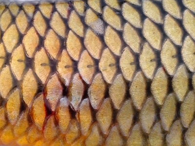 Fish model structure