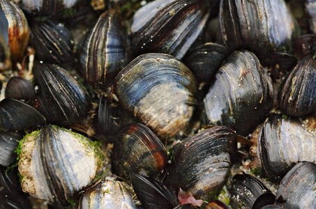 Mussels on the rock photo