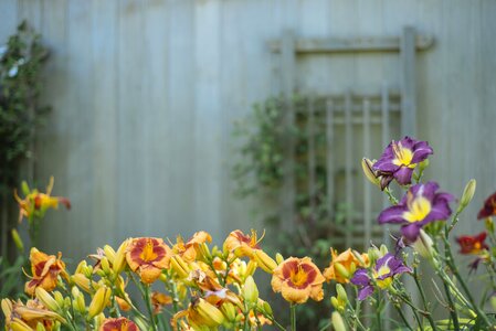 Yellow purple wood