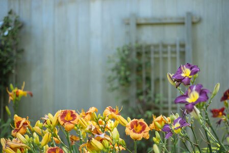 Yellow purple wood photo