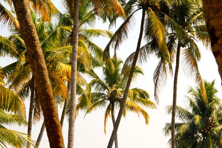 Tree exotic palm tree