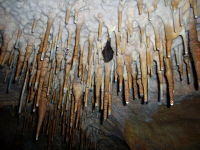 Caves bat cavern photo