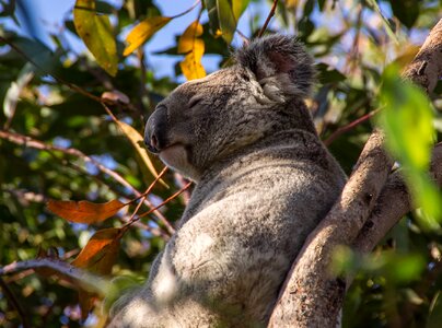 Queensland marsupial wild photo