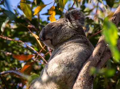 Queensland marsupial wild