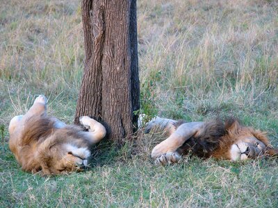 Wild african cat photo