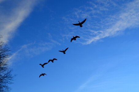 Geese flock flight photo
