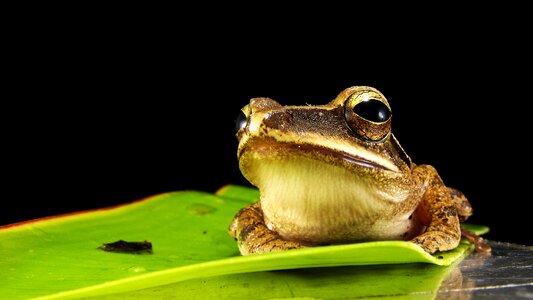 Frog golden eyes macro