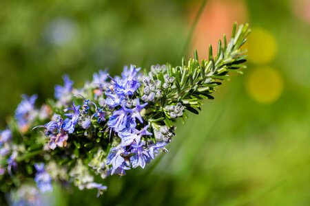 Beautiful Flowers bloom blooming photo