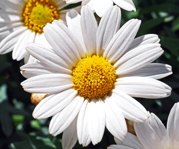 Blossom botany daisy