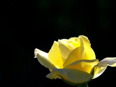 Floral flower nature