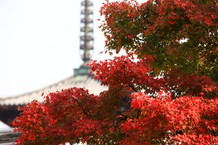 Autumn autumn season branch photo