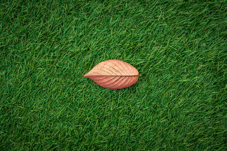 Autmn Leaf in Grass photo