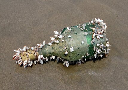 Washed ashore querim beach arabian sea photo