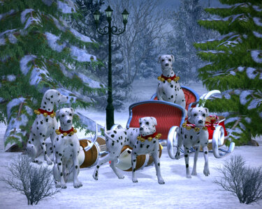 Several Dalmatians Pulling a Christmas Sleigh photo