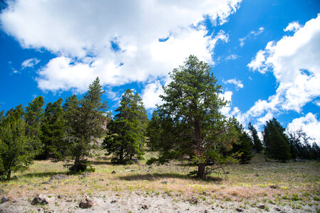 Clouds over the pine Trees photo