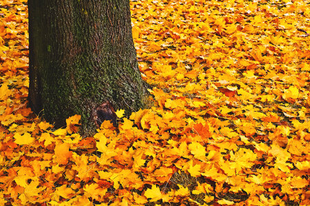 Fall Leaves on Ground photo