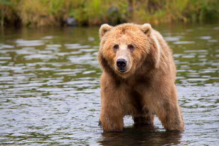 Kodiak brown bear in water