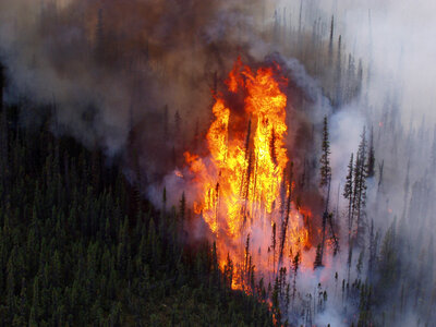 Wildfire tree torching