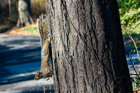 Tree Squirrel photo