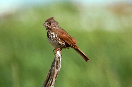 Sparrow  
