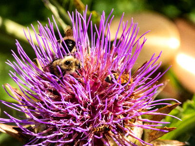 Bees on the purple flower photo