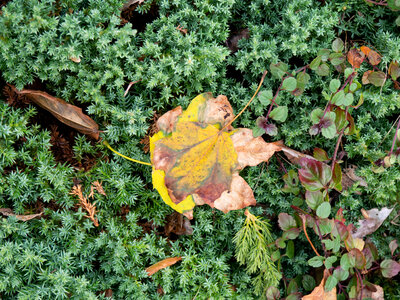 Yellow Leaf photo