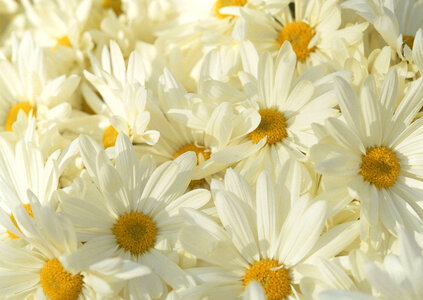 white daisy flowers photo