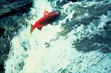 Alaska jump salmon