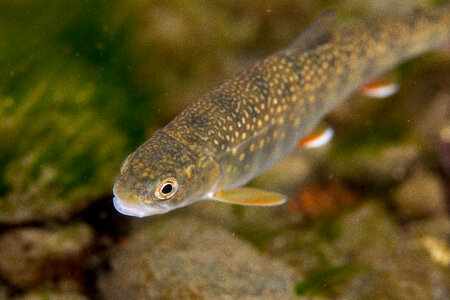 Dolly Varden-1